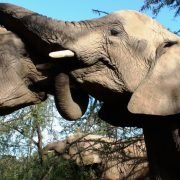 Elephants Sharing Stories -196613_1920